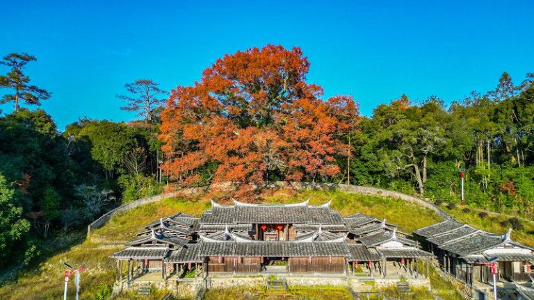 德化古楓紅漫天 祠堂文韻長