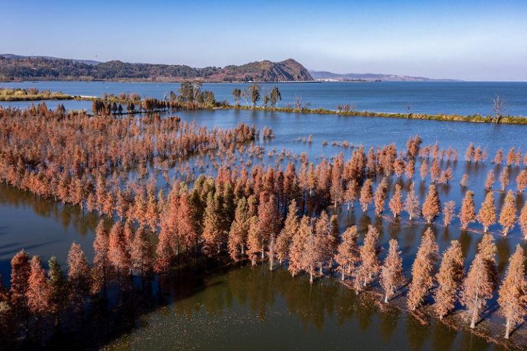 滇池濕地水杉紅 生態美景引客來