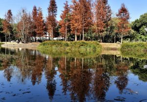 福州 冬日公園景色如畫