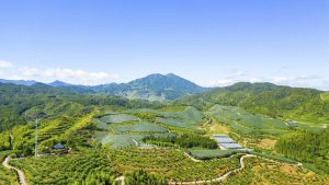 德化智慧農業賦能鄉村 繪就振興壯美畫卷