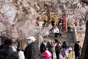 北京頤和園西堤山桃花盛開引客來