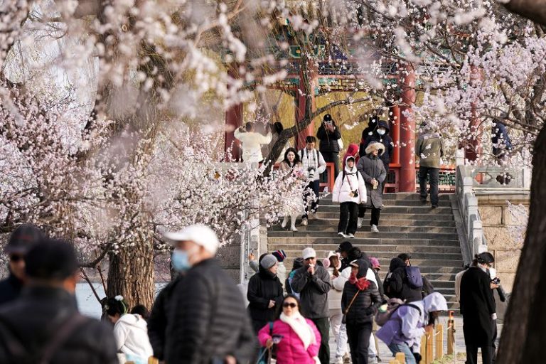 北京頤和園西堤山桃花盛開引客來